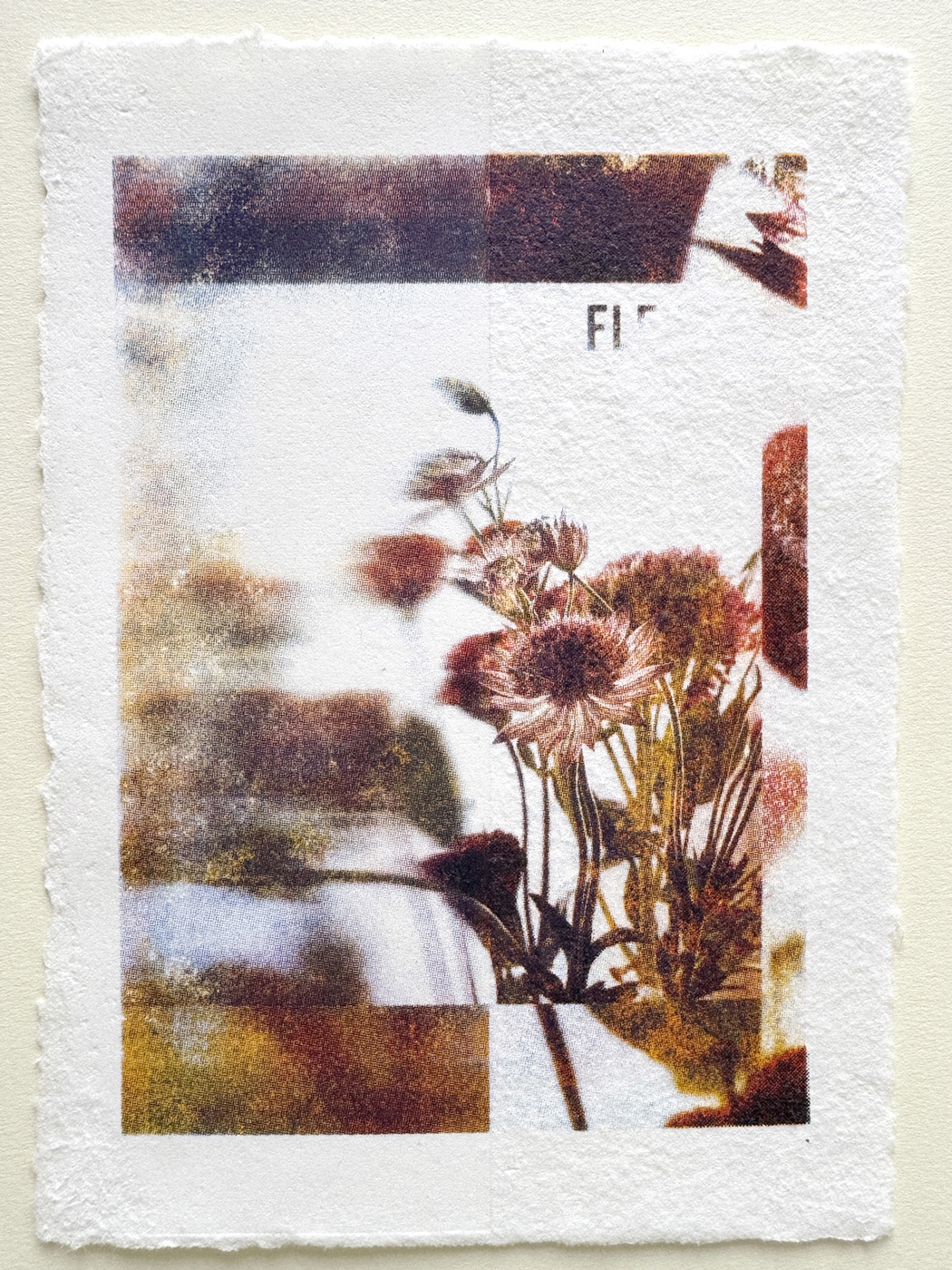 Fleurs