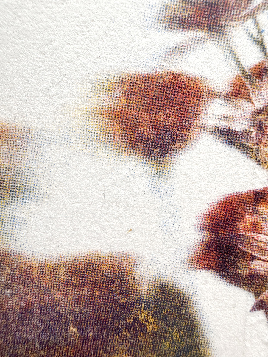 Fleurs