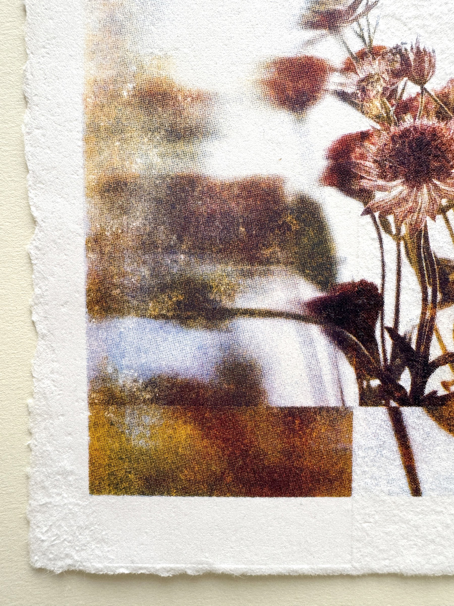 Fleurs