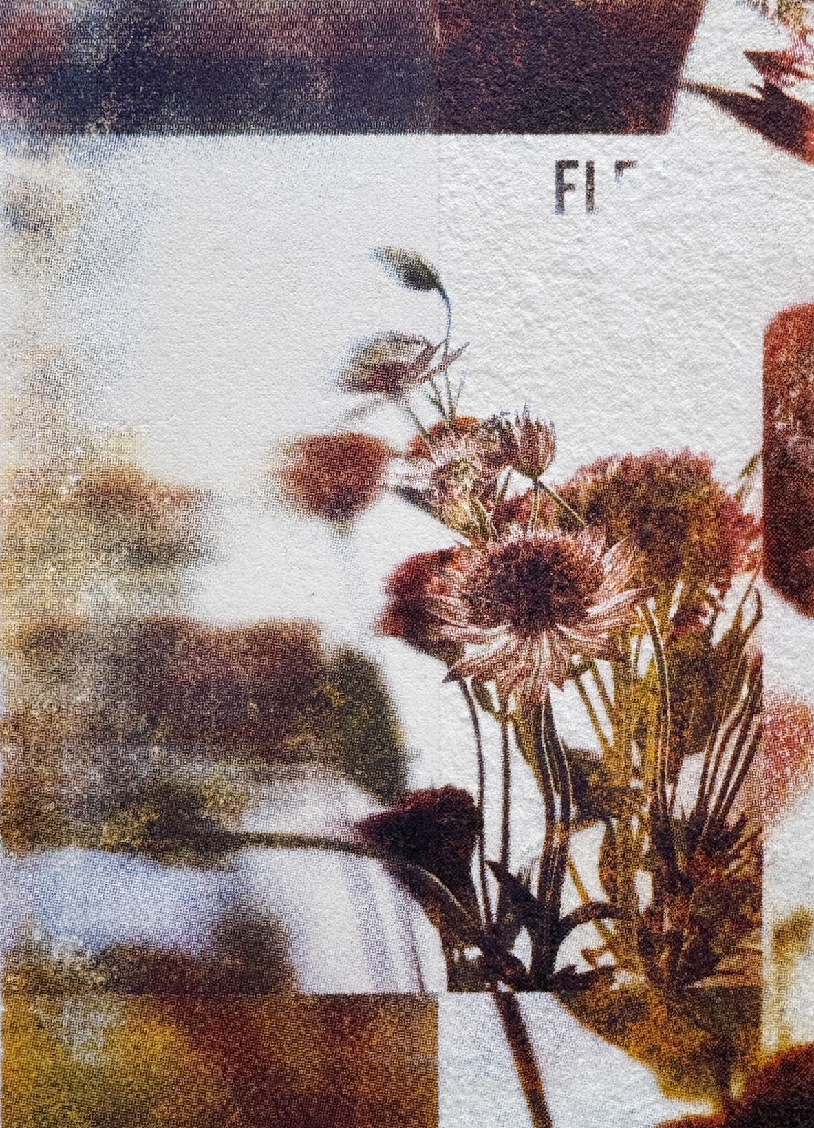 Fleurs